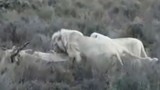 Bầy sư tử trắng quý hiếm săn linh dương nặng gần 1 tấn