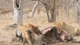 Video: Sư tử bị bầy linh cẩu “tẩn nhừ xương” 