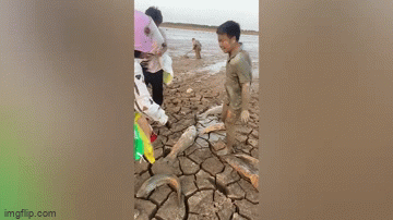 Người dân thu thập hàng xô cá sau khi hồ nước khô cạn