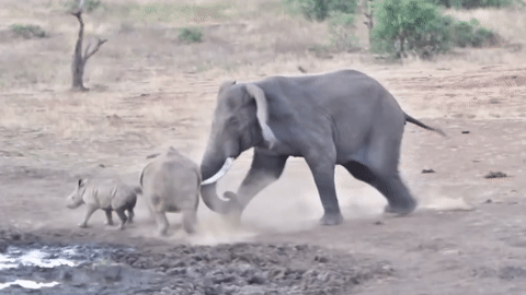 Voi Châu Phi cao 4 mét nổi điên rượt mẹ con tê giác
