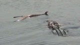 Cá sấu “xơi tái” rắn độc khổng lồ 