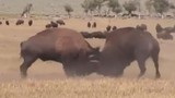 Video: Màn húc nhau kịch tính giữa 2 con bò rừng bison