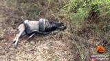 Video: Cố nuốt con mồi, loài trăn lớn nhất châu Phi trả giá đắt