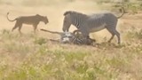 Video: Ngựa vằn ngu ngốc, gián tiếp giúp sư tử xé xác con 