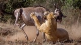 Video: Linh dương đầu bò bỏ mạng vì dám thách thức sư tử  