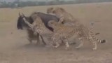 Video: Báo săn “quây hội đồng” giết linh dương đầu bò