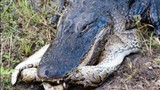 Cá sấu mõm ngắn “xơi tái” trăn khổng lồ 