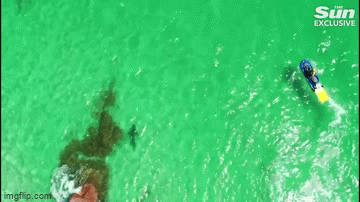 Video: Cứu hàng trăm người khi phát hiện ra một con cá mập lớn