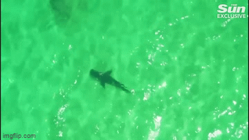 Video: Cứu hàng trăm người khi phát hiện một con cá mập