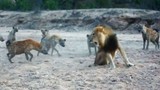 Video: Tranh giành thức ăn, sư tử đực đối đầu 20 con linh cẩu
