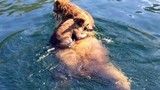 Video: Gấu mẹ cõng con vượt hồ lớn siêu dễ thương