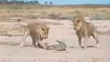 Video: Màn quyết chiến giữa cá sấu với 2 con sư tử  