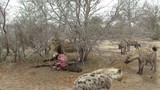 Video: Linh cẩu “trắng trợn” cướp mồi của sư tử đực  