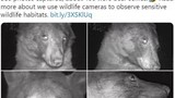 Gấu hoang dã nổi tiếng mạng xã hội với gần 500 tấm ảnh selfie