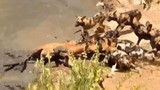 Video: Cuộc giết chóc man rợ của bầy chó hoang 