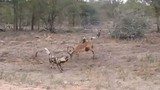 Video: Bị cắn lòi ruột, linh dương Impala vẫn tử chiến bầy chó hoang 