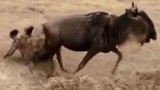 Video: Linh dương đầu bò thoát chết ngoạn mục trước miệng linh cẩu