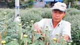 Làng ở Bình Định phất lên nhờ dịp Tết vừa qua trồng hoa cúc