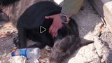 Video: Chú chó chờ chủ mắc kẹt dưới đống đổ nát ở Thổ Nhĩ Kỳ