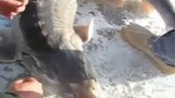 Video: Tóm được “thủy quái thời tiền sử” khi câu cá dưới băng  