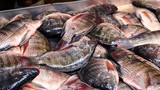 5 loại cá bẩn nhất chợ chứa kim loại nặng và ký sinh trùng