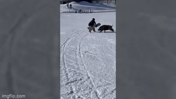 Video: Lợn rừng hung hãn tấn công người trượt tuyết