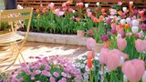 Khu vườn sở hữu đến 200 cây hoa tulip của cô gái trẻ