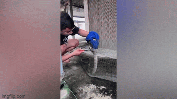 Video: Nghẹt thở khoảnh khắc người đàn ông cứu rắn bị mắc lưới