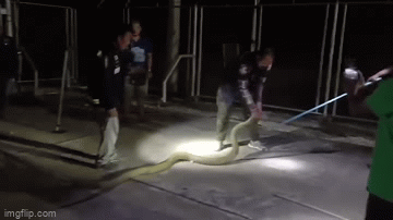 Video: Bắt rắn hổ mang chúa dài hơn 4m ẩn nấp trong ống cống