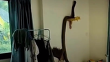 Video: Chủ nhà thất kinh khi hổ mang chúa "khủng" mò vào nhà