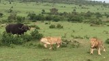 Video: Trâu rừng đuổi 4 con sư tử chạy “té khói”  