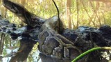 Video: Trăn khổng lồ bị cá sấu cho “ăn no đòn” 