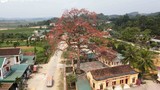 Độc đáo cây gạo trăm tuổi 'thắp lửa' rực rỡ đường quê