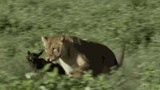 Video: Bắt được linh dương đầu bò, sư tử hành động khó tin 