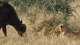 Video: Cuộc đụng độ đầy "bất ổn" giữa trâu rừng và sư tử  