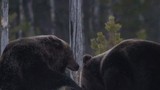 Video: Hai con gấu nâu kịch chiến để giành mồi
