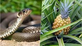 Loài cây rắn "mê như điếu đổ", tránh trồng để khỏi dụ rắn đến nhà