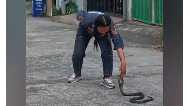 Video: Cô gái dùng tay không tóm gọn rắn hổ mang cực độc