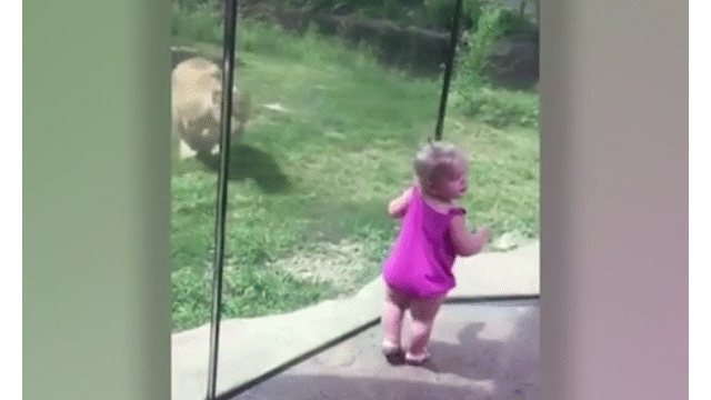 Video: Sư tử rình rập, điên cuồng vồ bé gái qua lớp cửa kính