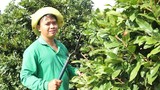 Vườn mai tiền tỷ 12.000 cây của tỷ phú nông dân Sài Gòn