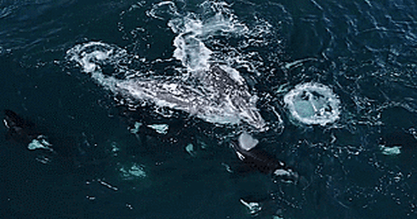 Video: Cá voi xám chiến đấu chống lại 30 con cá voi sát thủ