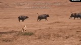 Video: Bị đàn sư tử bao vây, mẹ con trâu rừng vẫn thoát chết