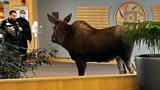 Nai sừng tấm xông vào bệnh viện ở Alaska, gặm cây cảnh