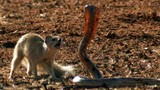 Video: Rắn hổ mang mổ chết "sát thủ" sóc đất và cầy mangut  