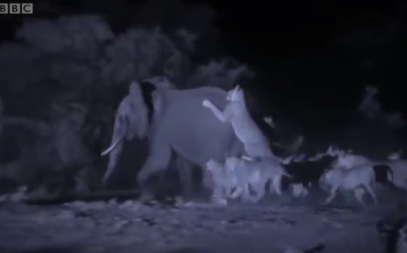 Video: Voi rừng bị 30 con sư tử tập kích, không thể thoát thân
