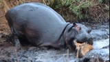 Video: Rợn người nhìn cảnh hà mã tàn sát linh dương 