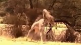 Video: Bay người lên không, sư tử hạ gục hươu cao cổ 
