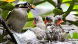 Chim mẹ luôn bỏ đói một số con khi cho các chim con ăn?