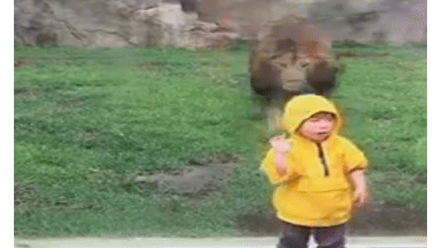 Video: Sư tử điên cuồng vồ bé trai qua lớp kính và cái kết