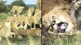 ‘Vua đồng cỏ’ suýt chết khi bị bầy sư tử cái tấn công